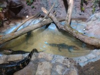 /album/fotogalerie-zoopark-na-hradecku-horni-pena/zooparknahradecku-68-jpg/